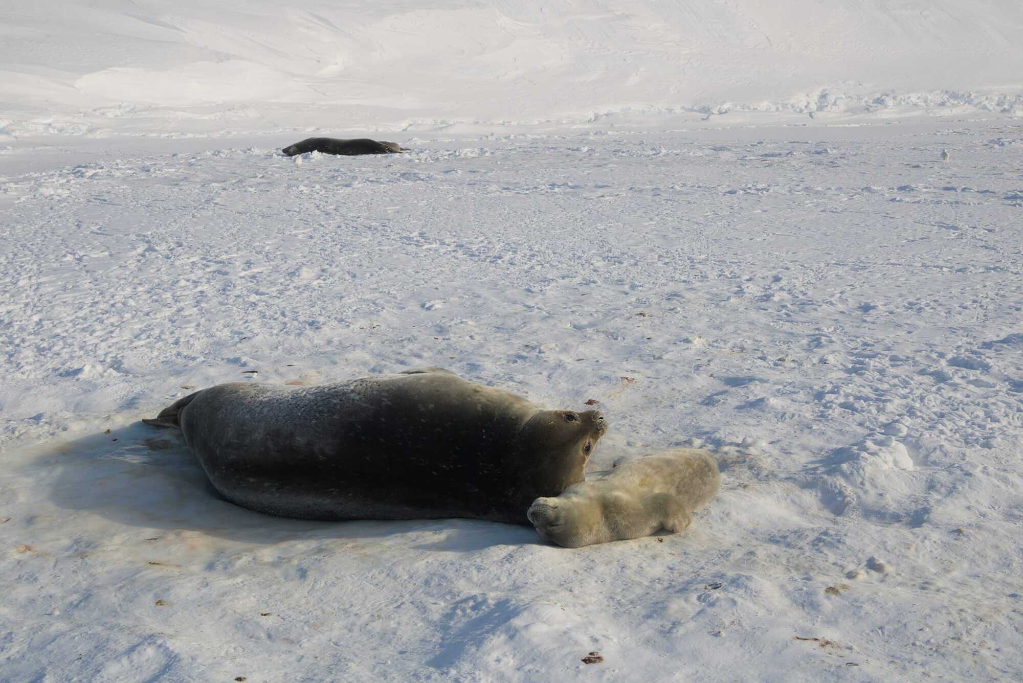 Polar explorers showed photos of seals born near the ''Akademik Vernadsky'' station and revealed the secret of how to distinguish them