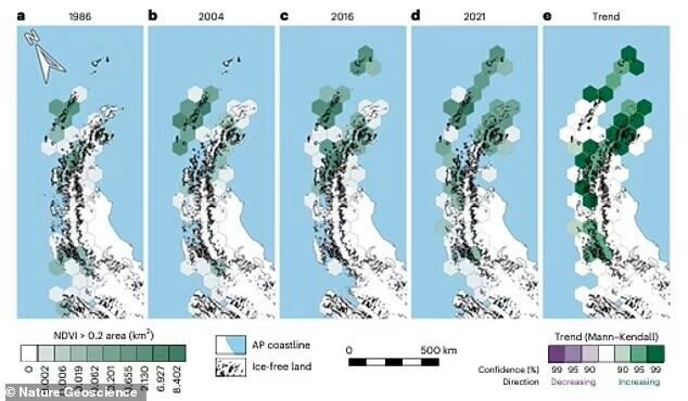 Antarctica has turned green due to global warming: the vegetation cover has increased more than 10 times. Recent photos