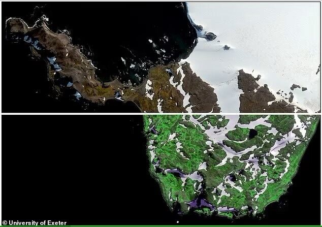 Antarctica has turned green due to global warming: the vegetation cover has increased more than 10 times. Recent photos