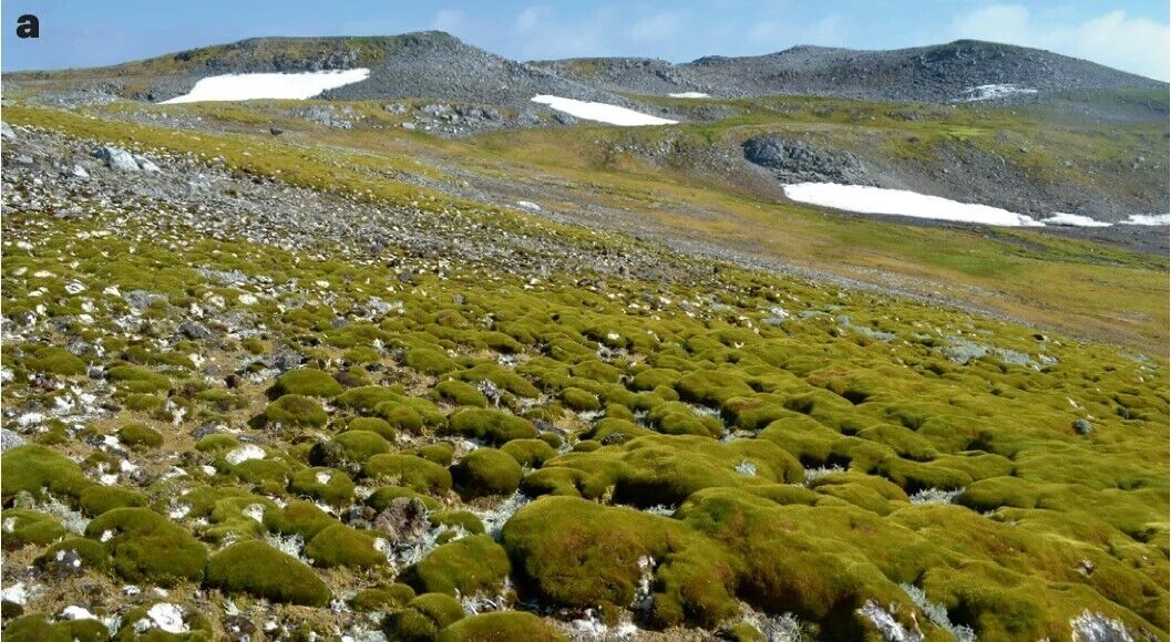 Antarctica has turned green due to global warming: the vegetation cover has increased more than 10 times. Recent photos