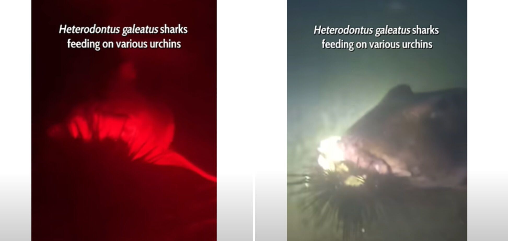 Scientists shoot stunning video of sharks greedily devouring sea urchins with spines