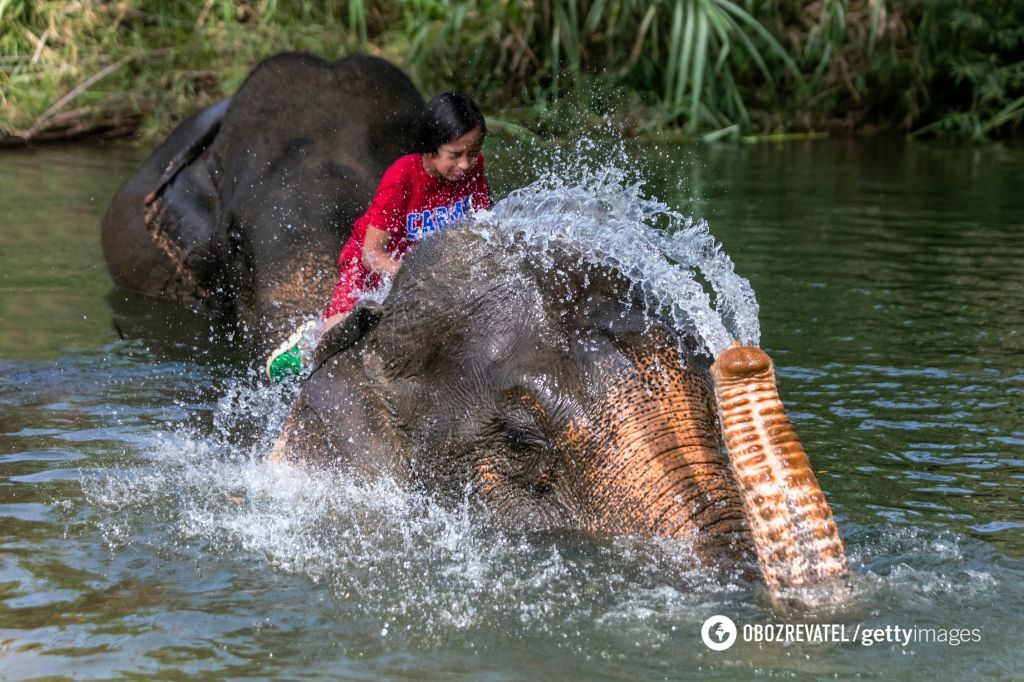 Where do elephants get their wrinkles: scientists have discovered interesting facts