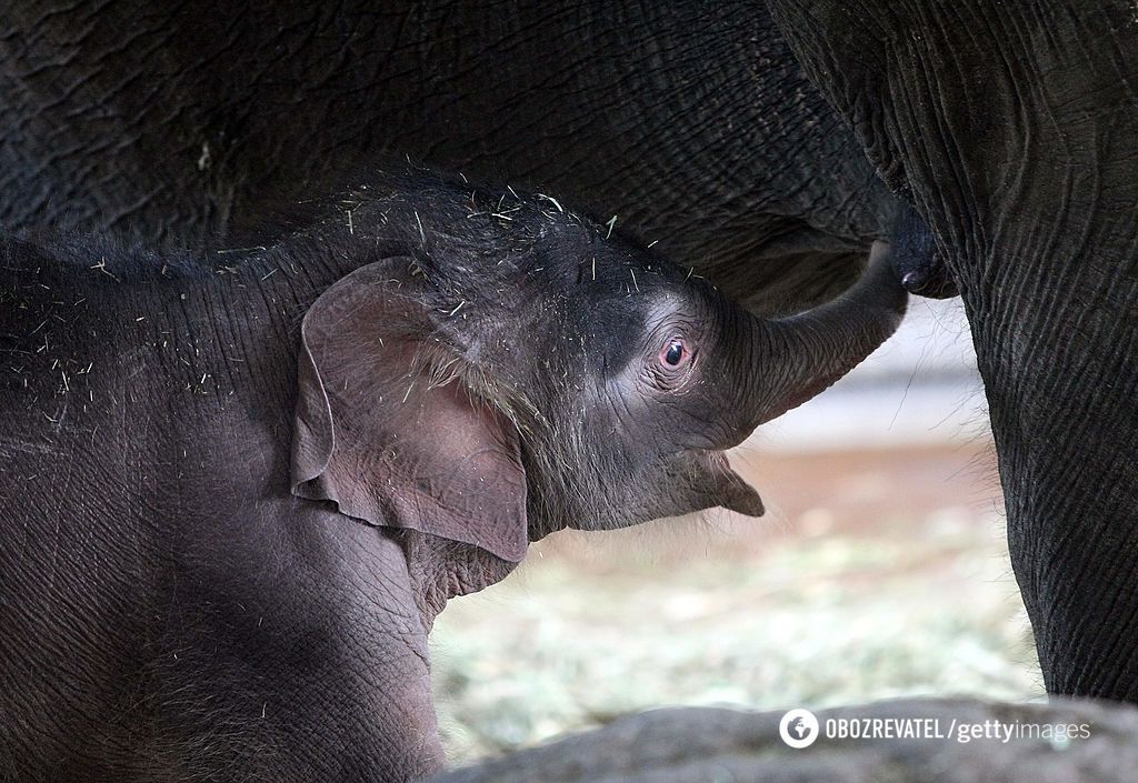 Where do elephants get their wrinkles: scientists have discovered interesting facts