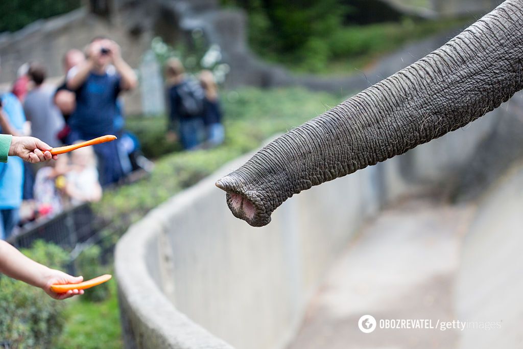 Where do elephants get their wrinkles: scientists have discovered interesting facts