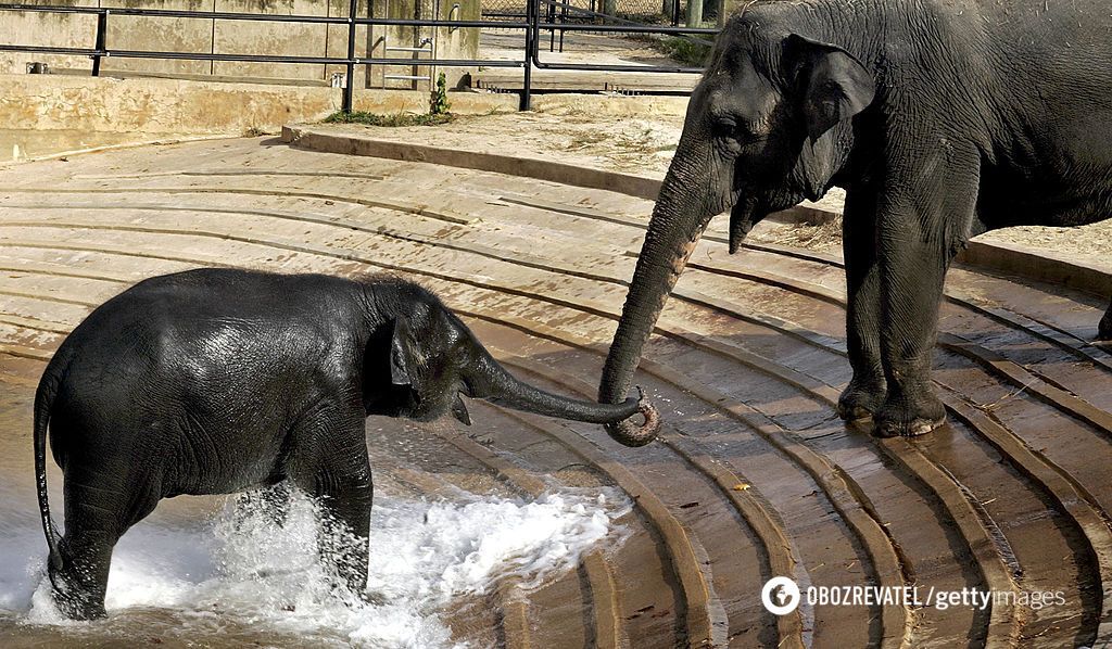 Where do elephants get their wrinkles: scientists have discovered interesting facts