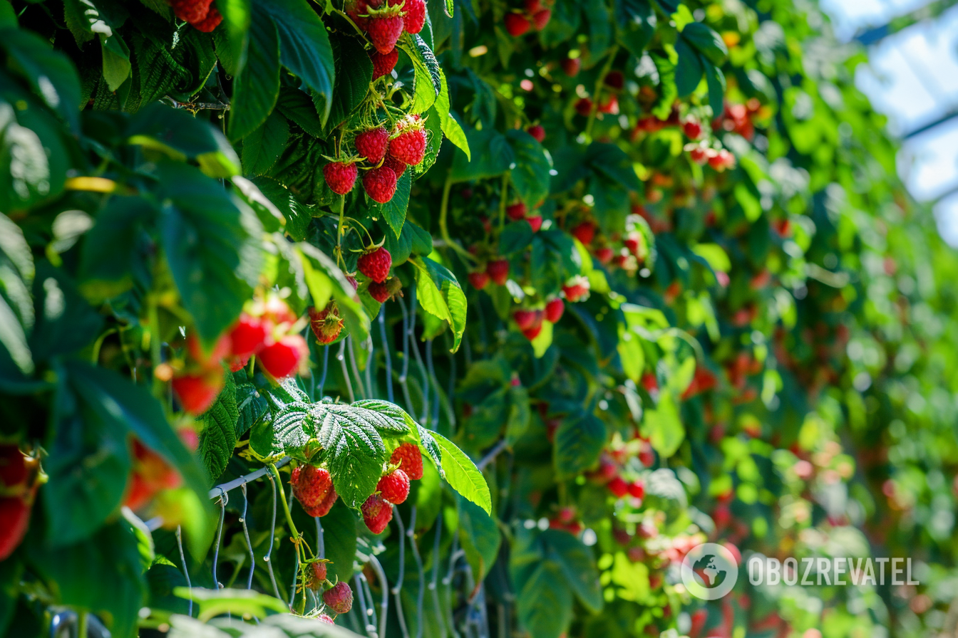 How to prune raspberries in the fall: tips for beginners