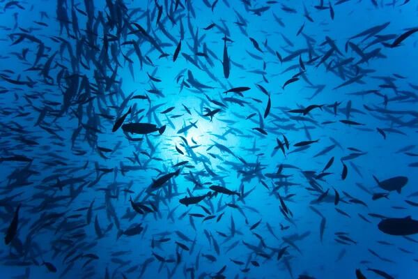 10 million fish eaten: the largest case of predation in history recorded