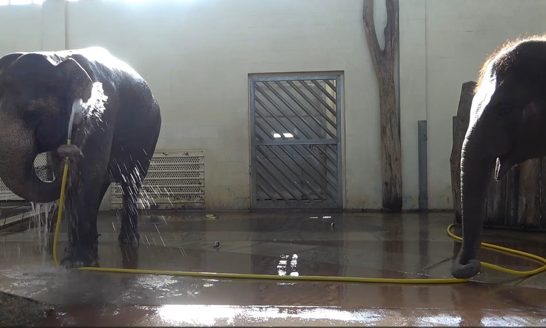Naukowcy byli oszołomieni sztuczką słoni w berlińskim zoo: jeden wziął prysznic z węża, a drugi próbował sprawiać kłopoty. Wideo