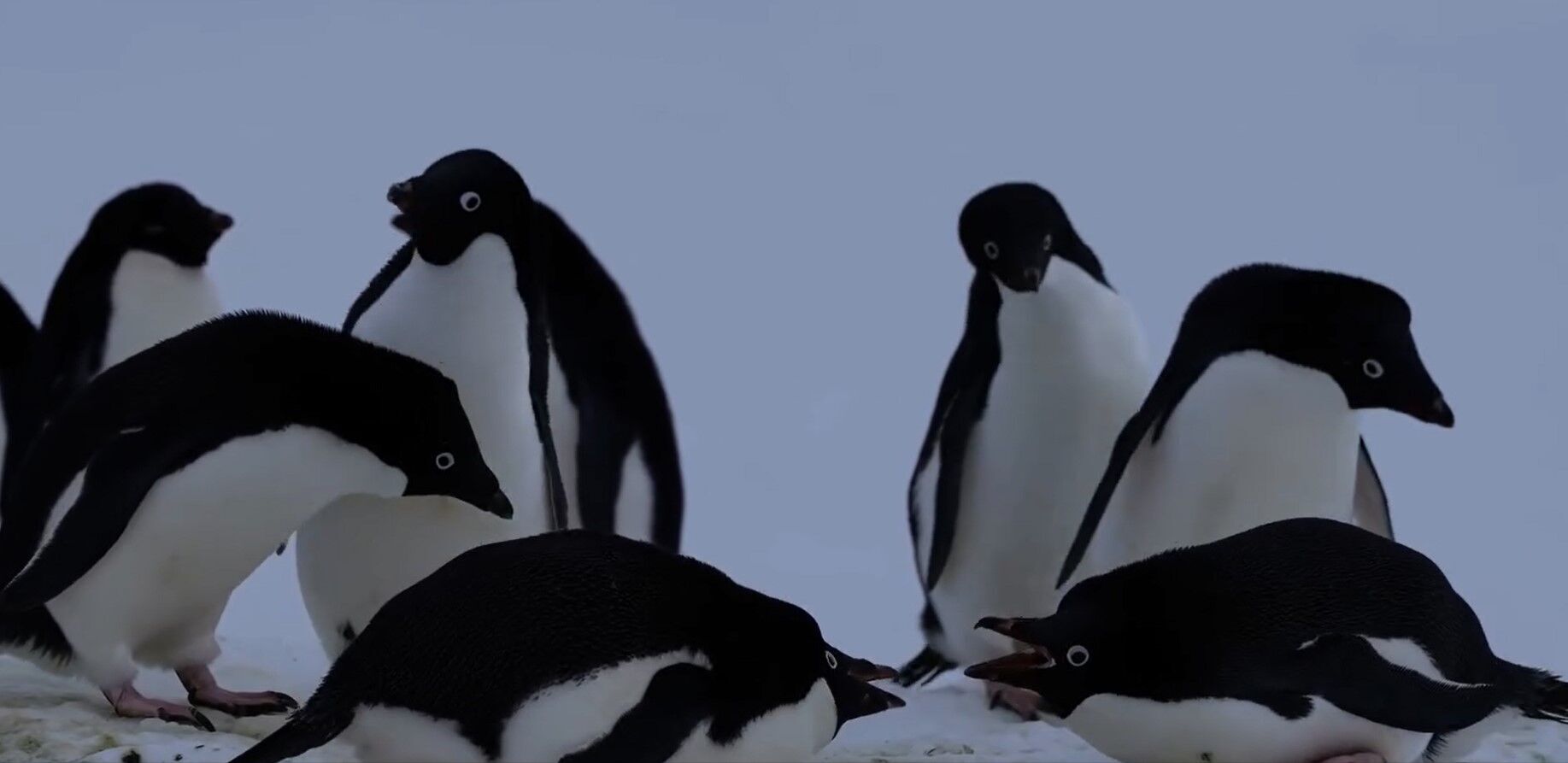 Fight for females: penguins started a ''war'' near the Ukrainian Antarctic station. Video