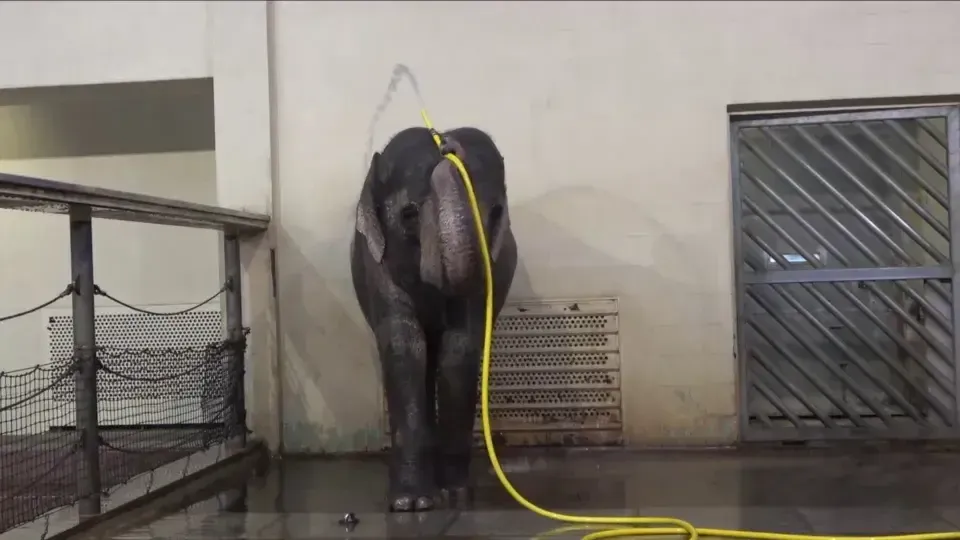 Naukowcy byli oszołomieni sztuczką słoni w berlińskim zoo: jeden wziął prysznic z węża, a drugi próbował sprawiać kłopoty. Wideo