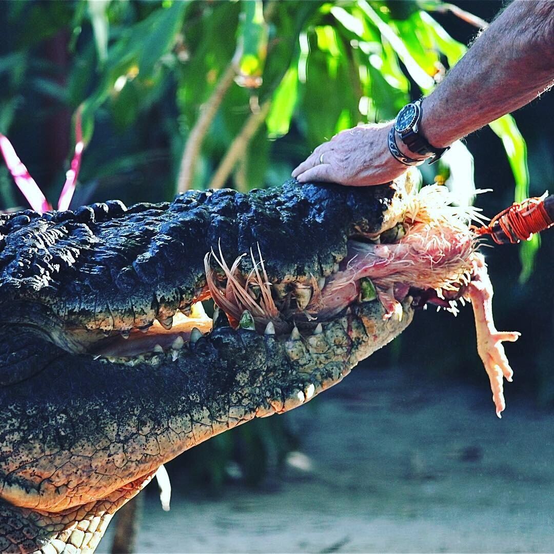 The world's largest captive crocodile dies: what it looked like