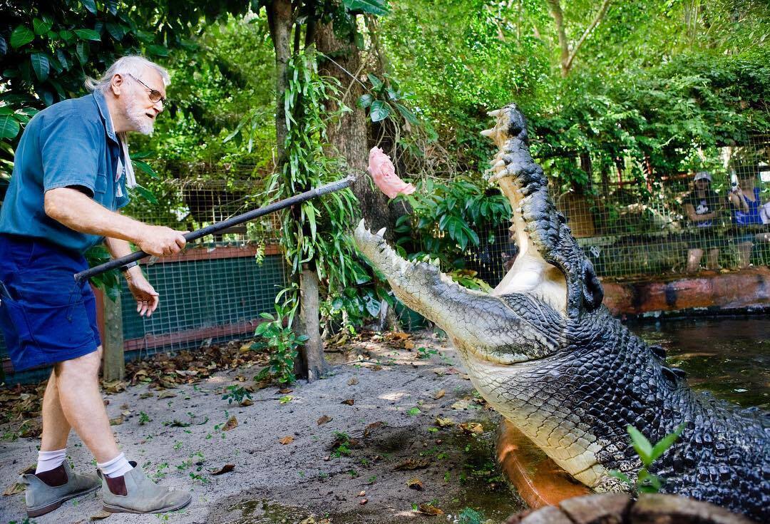 The world's largest captive crocodile dies: what it looked like