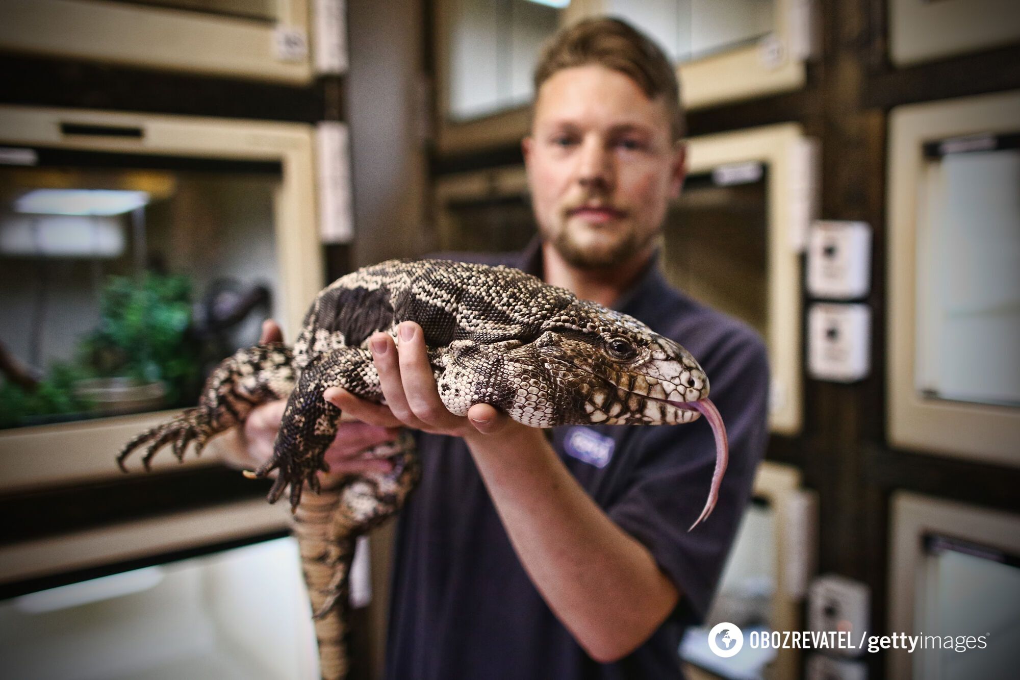 Hundreds of lizards the size of dogs have caused chaos in South Carolina: what are these predators and why are they being called for to be caught. Photo.