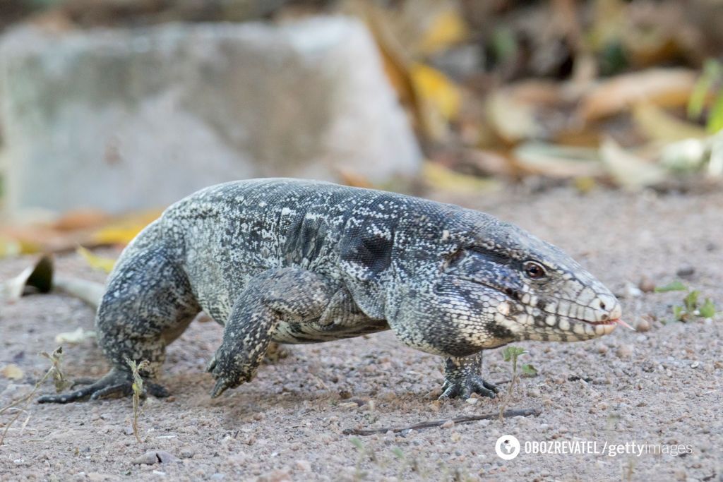 Hundreds of lizards the size of dogs have caused chaos in South Carolina: what are these predators and why are they being called for to be caught. Photo.