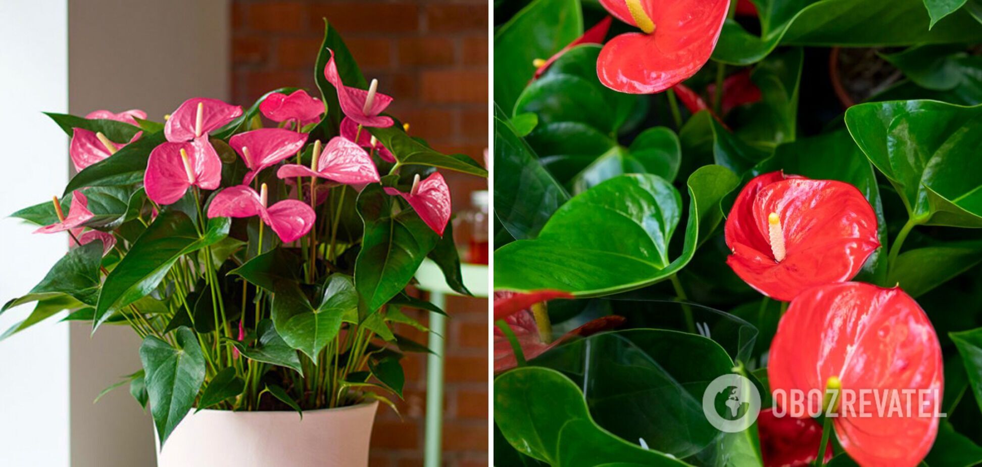 Jakie kwiaty podarować na Walentynki: 6 roślin domowych, które z łatwością zastąpią bukiet i przetrwają lata