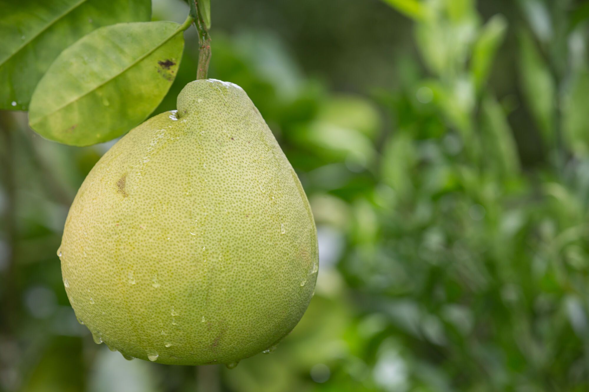 How pomelo grows