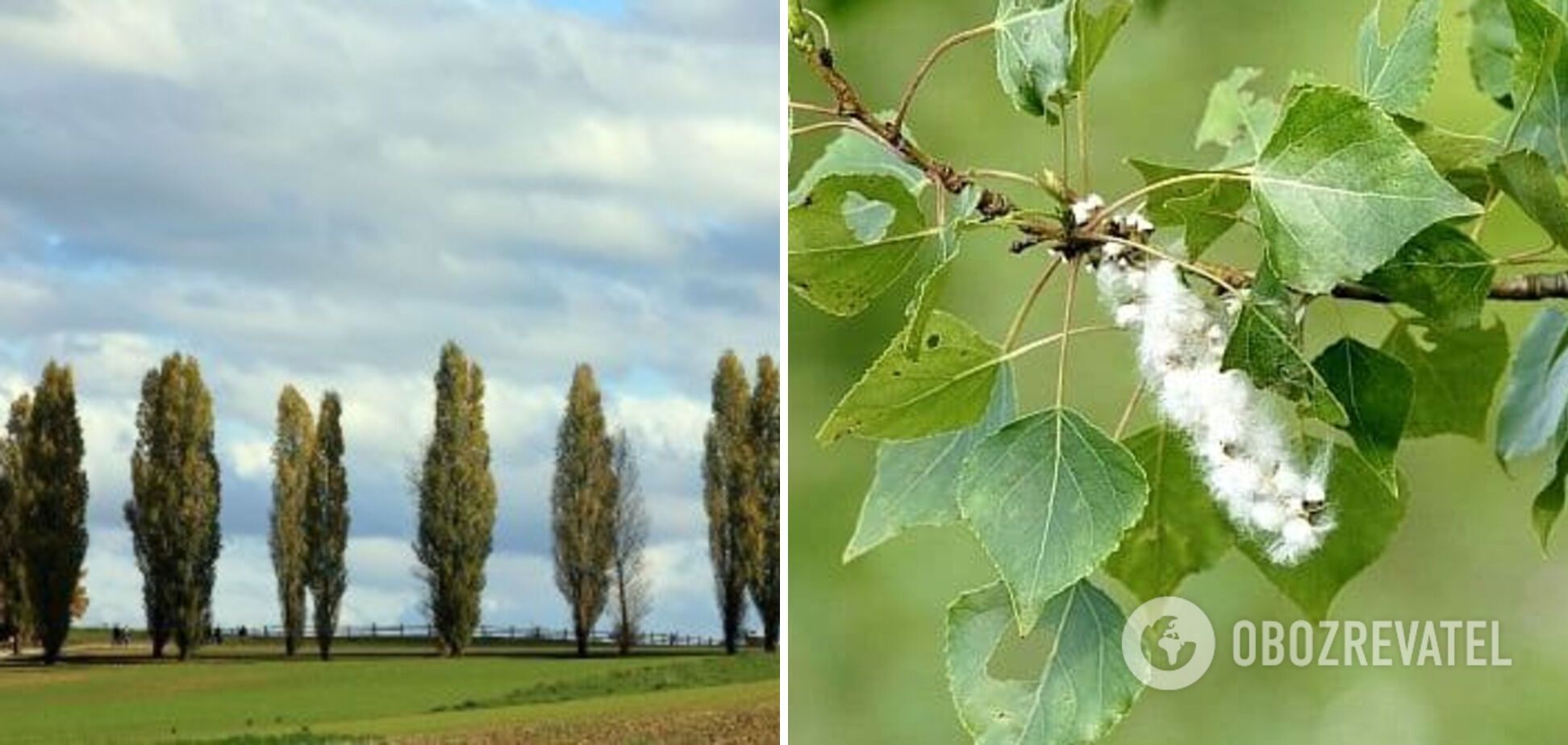 Poplars