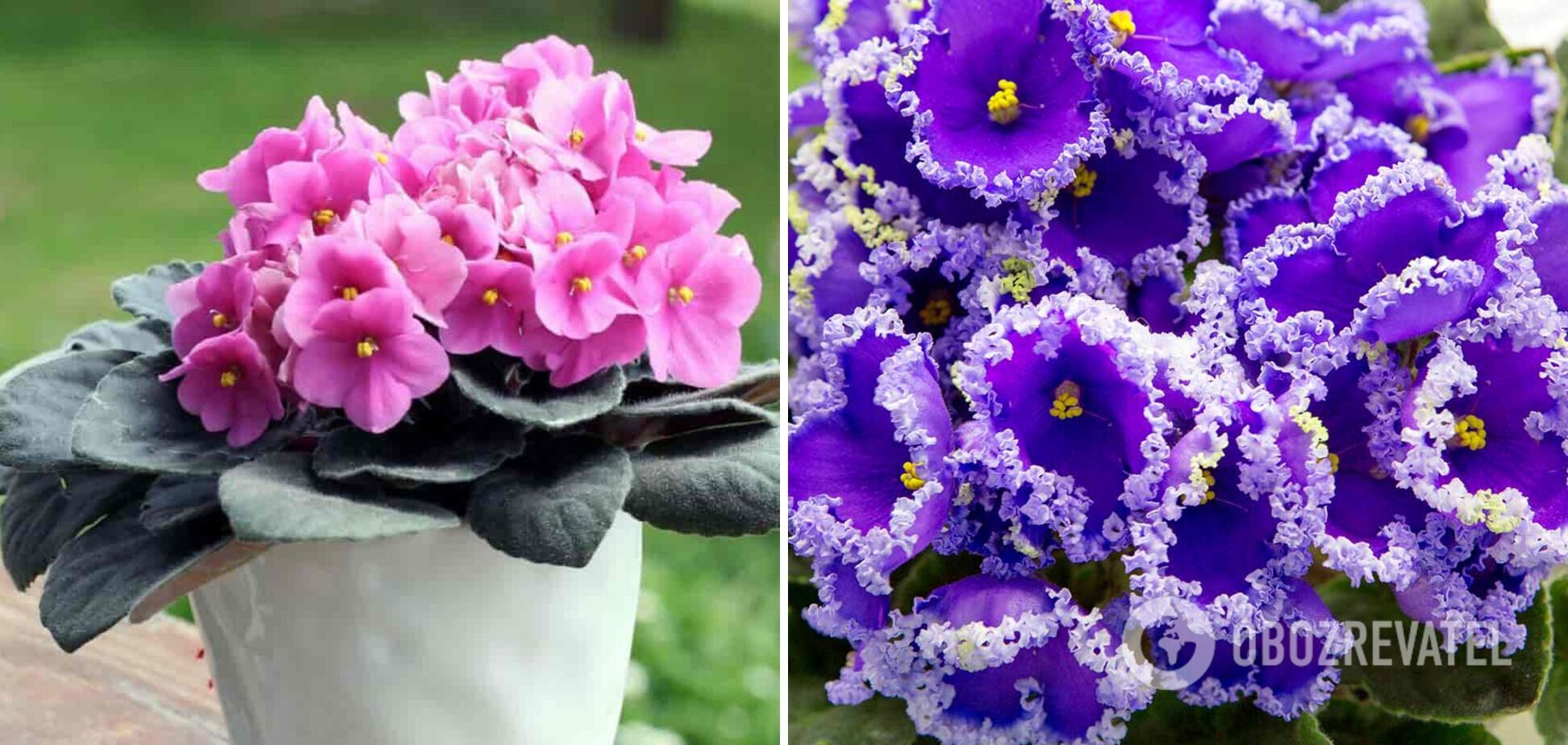 How to make violets bloom all year: simple instructions