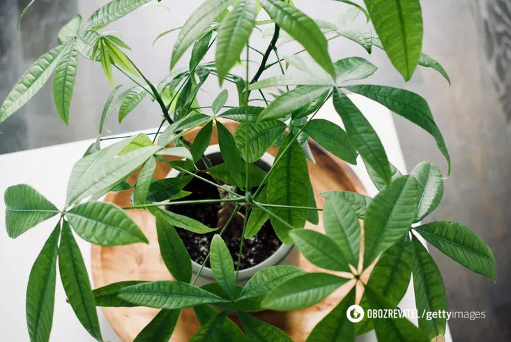 Top 5 indoor trees that will grow well even in low light
