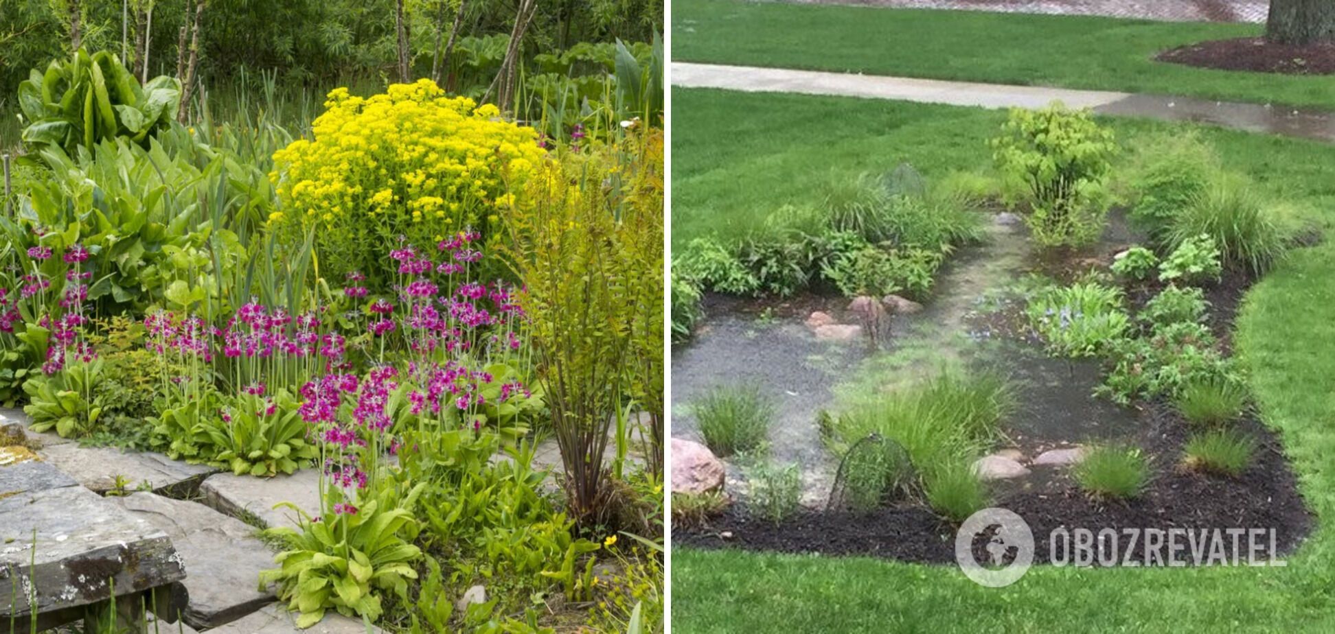 The best idea for a summer residence: what is a rain garden and how to make it yourself