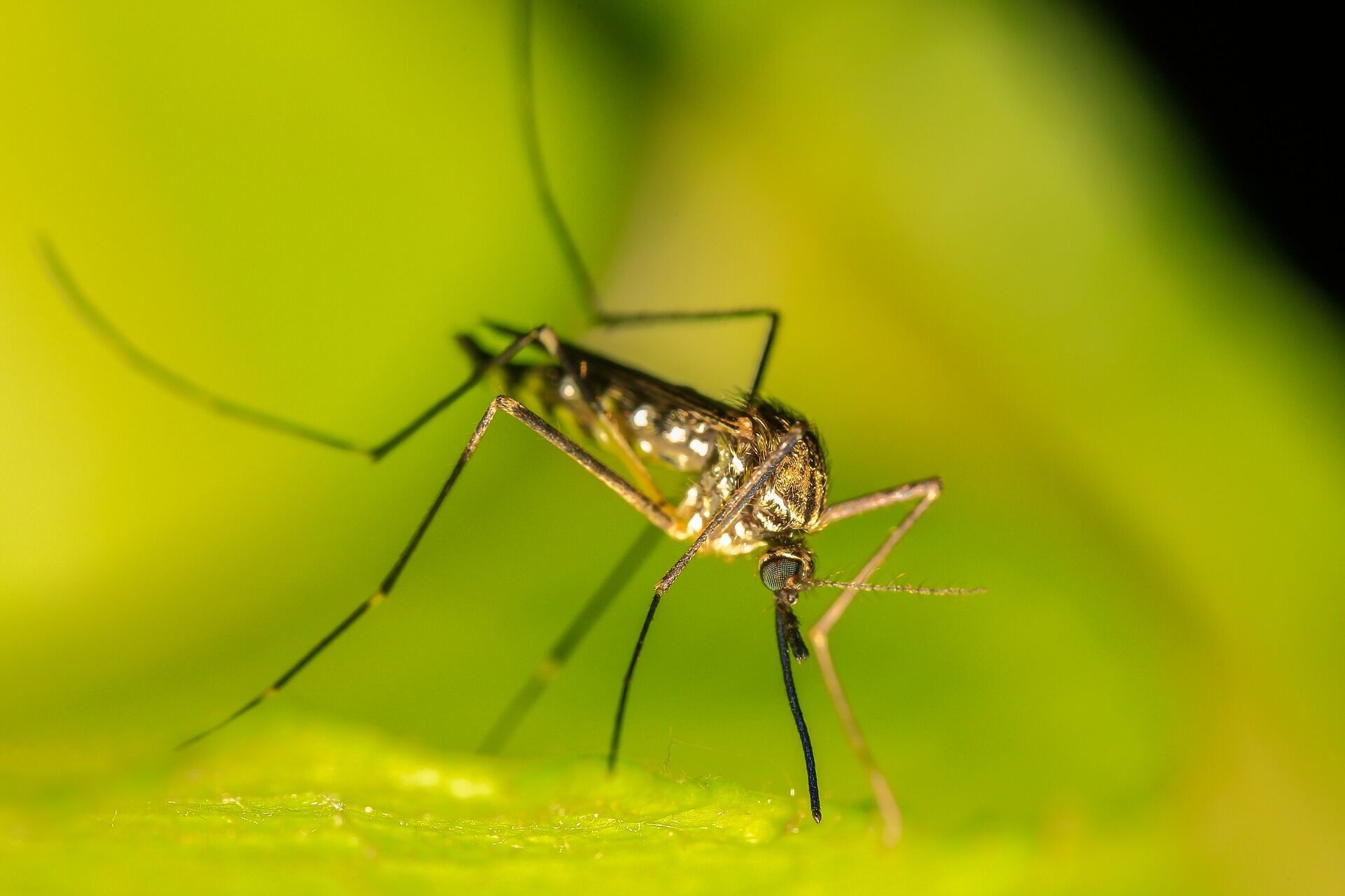 Scientists discover that mosquitoes may be attracted to certain colors: which ones 