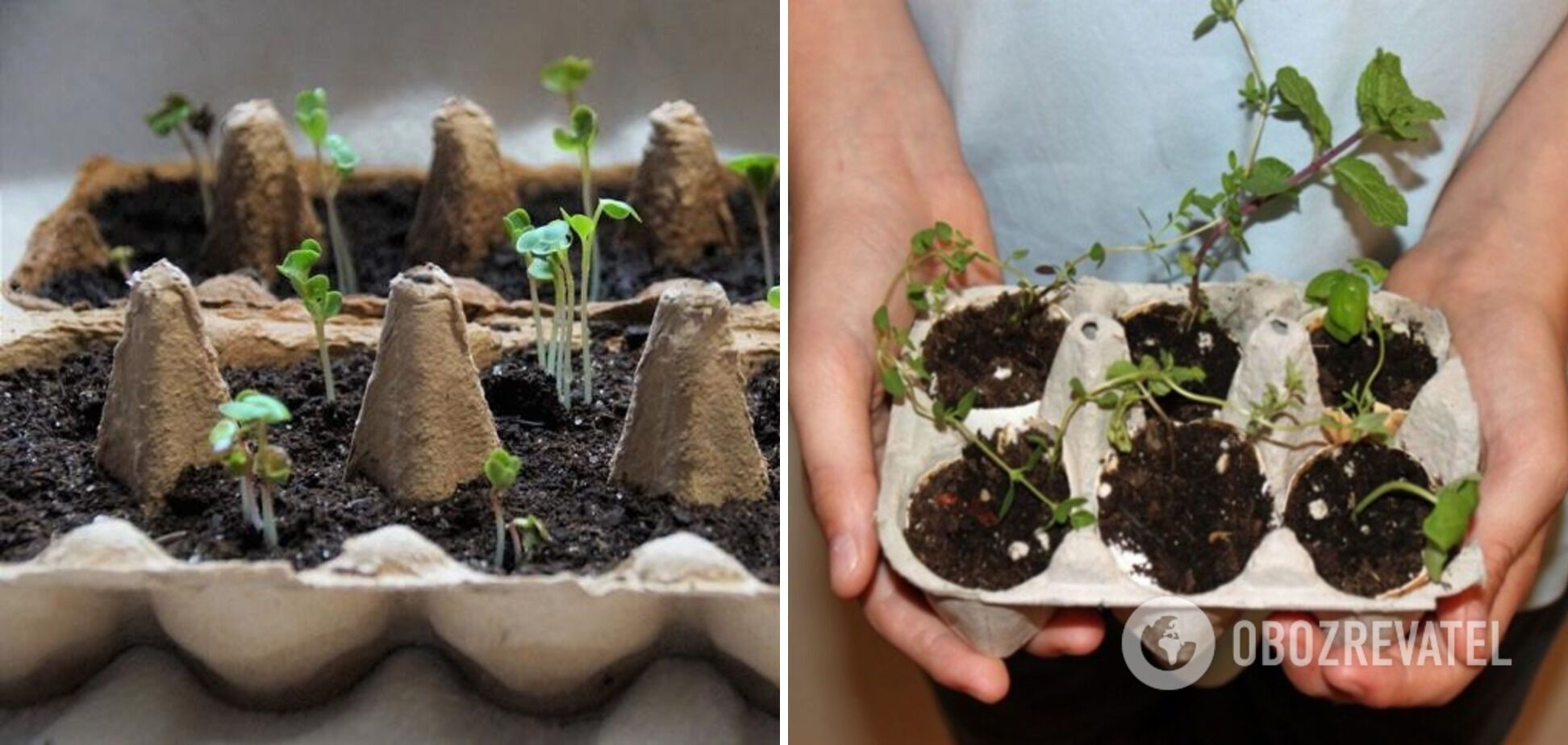 Don't throw them away: where to use old egg cartons in an original way