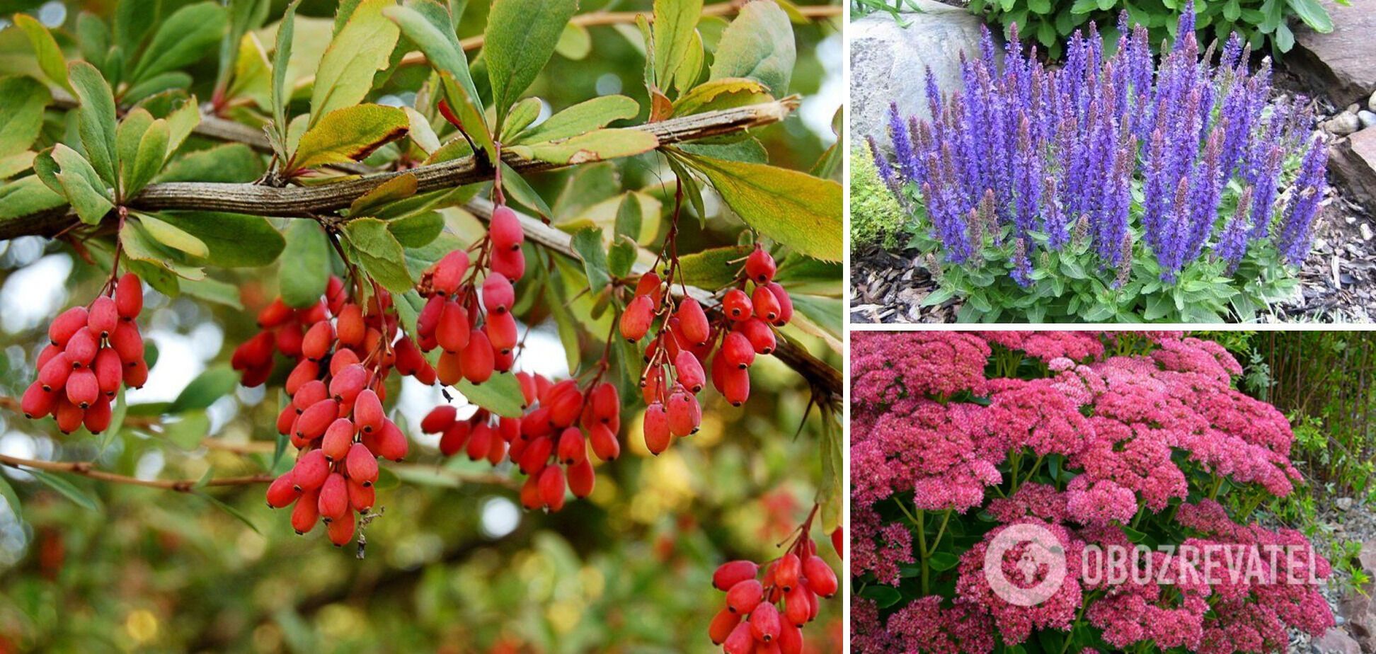 What perennial shrubs to choose for the garden: guests will be delighted