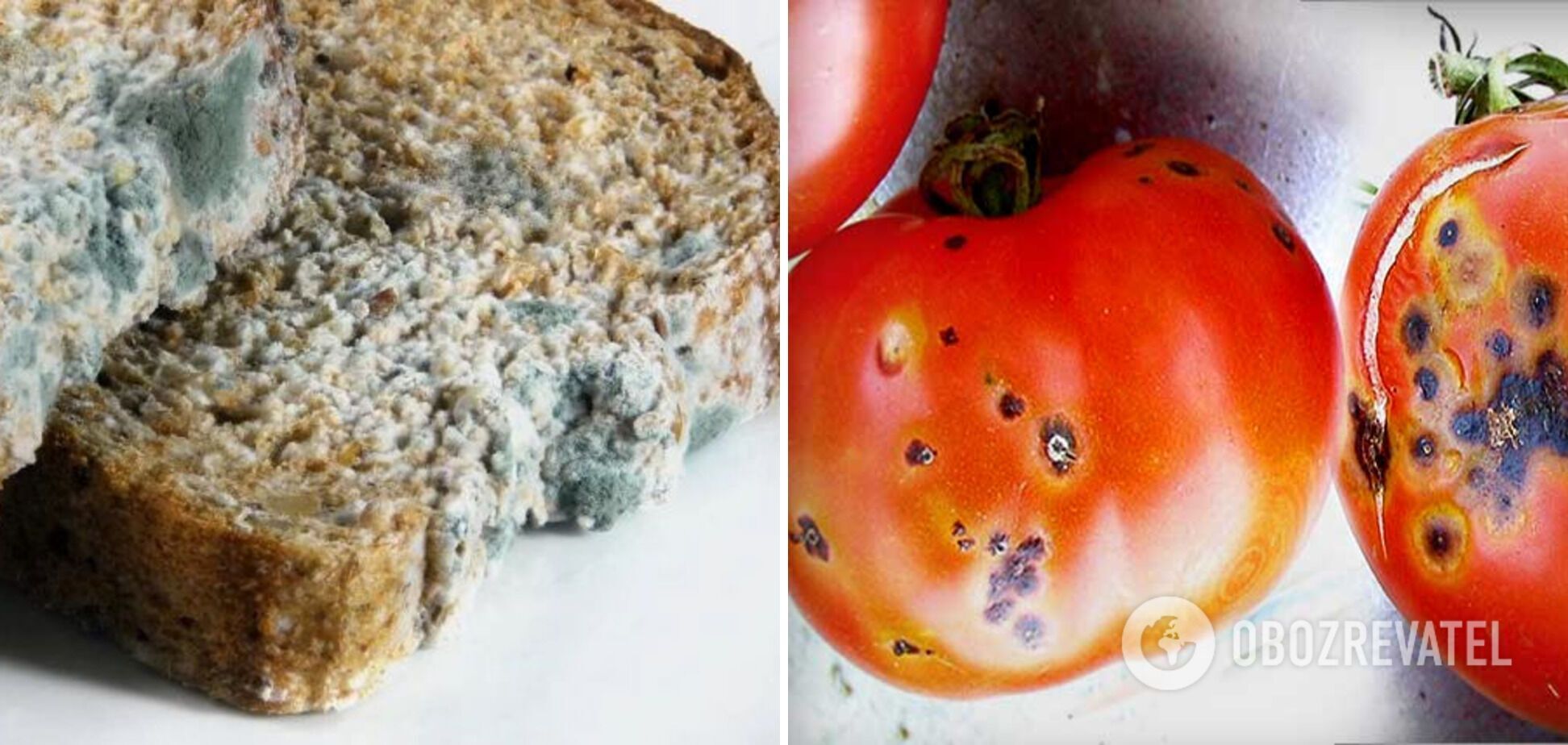 What foods can be eaten even with mold, and which ones will cause illness: the answer of scientists