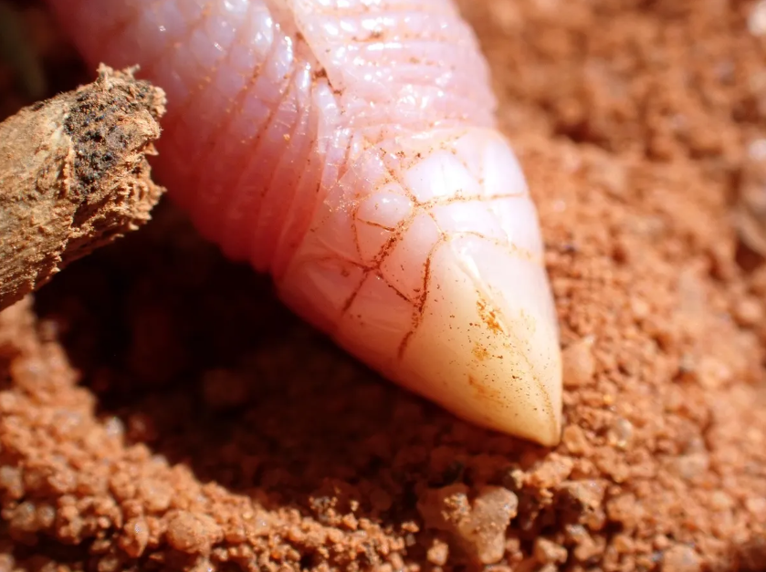 Somali sharp-snouted worm lizard
