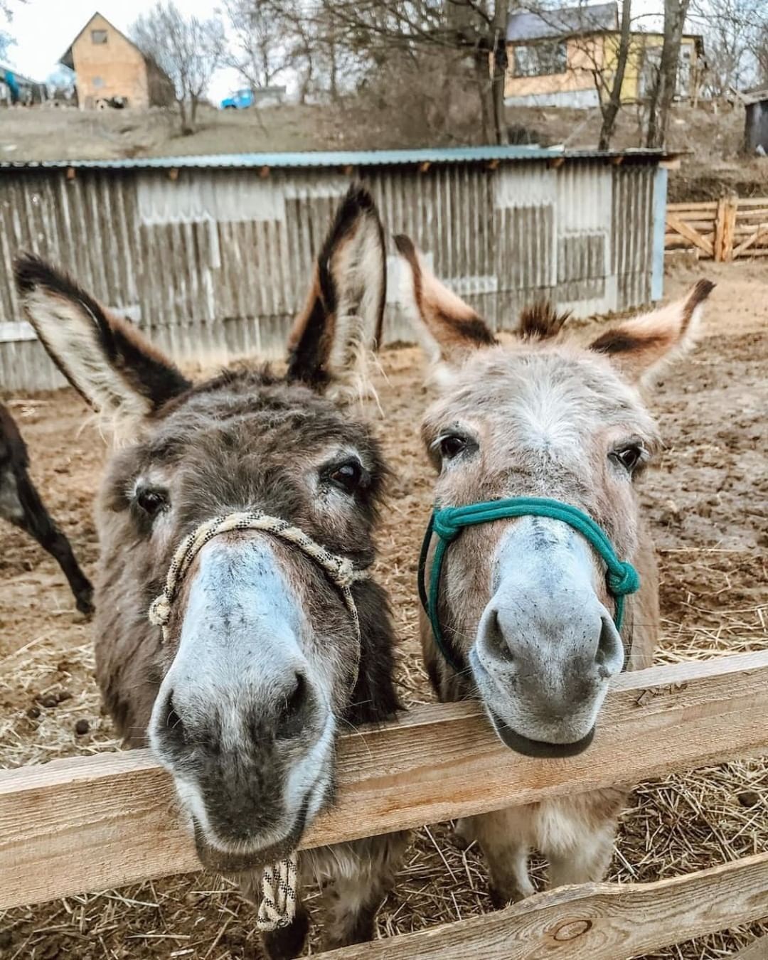 Ostriches, donkeys, and bears: a trip to unusual farms in Ukraine that work in winter