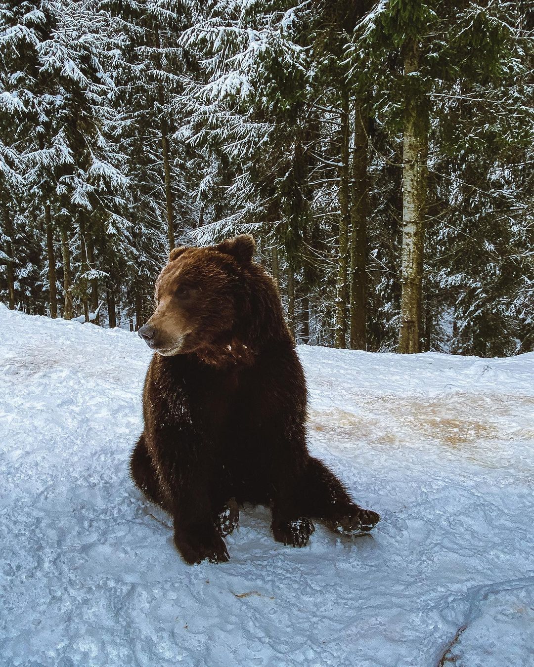 Ostriches, donkeys, and bears: a trip to unusual farms in Ukraine that work in winter