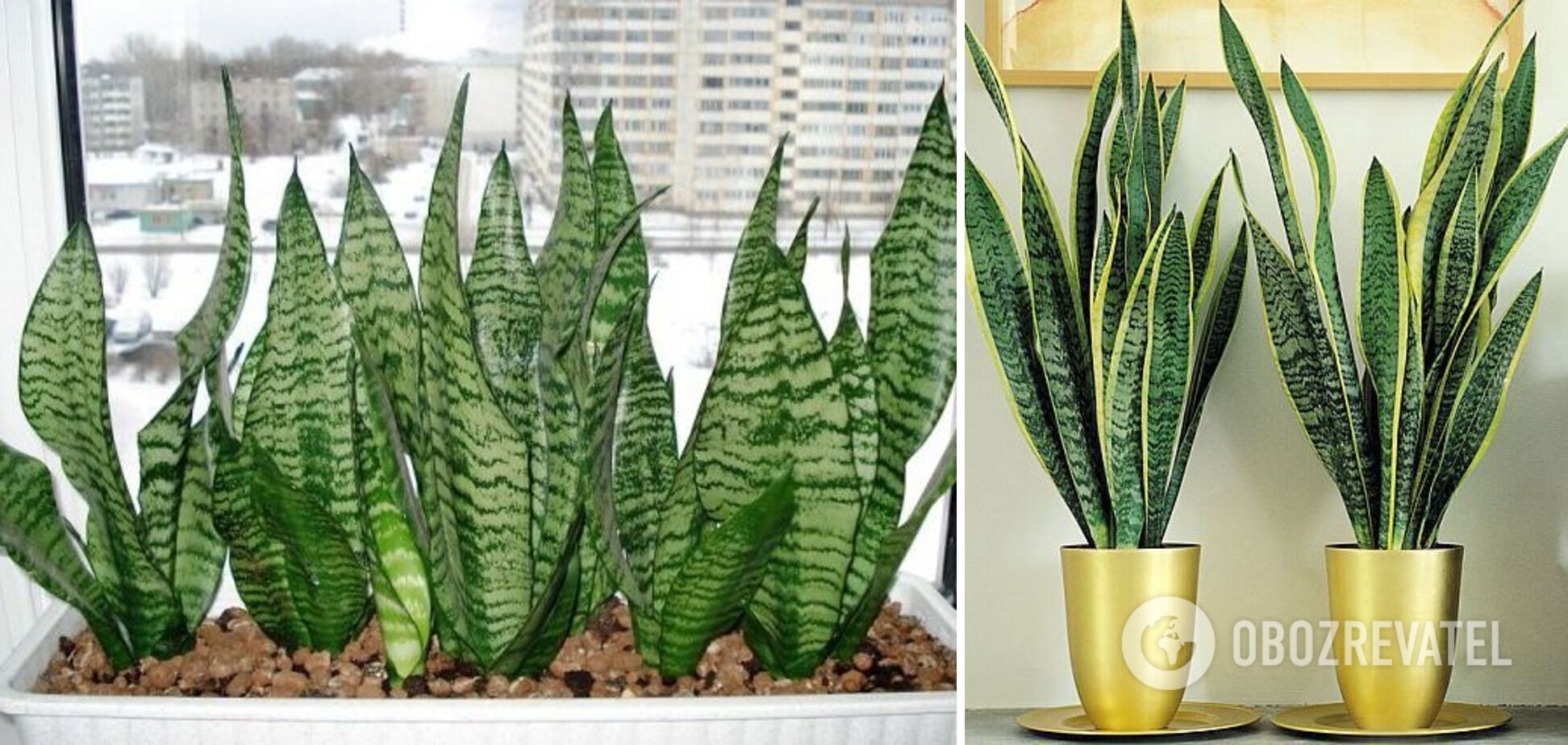 Sansevieria, which Ukrainians call ''mother-in-law's tongue,'' is hardy to cold indoor temperatures