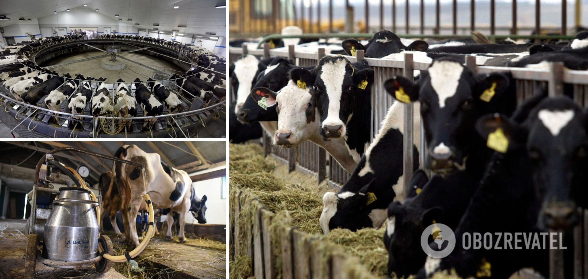 Ukraina nadal ma największą liczbę krów produkujących mleko A1
