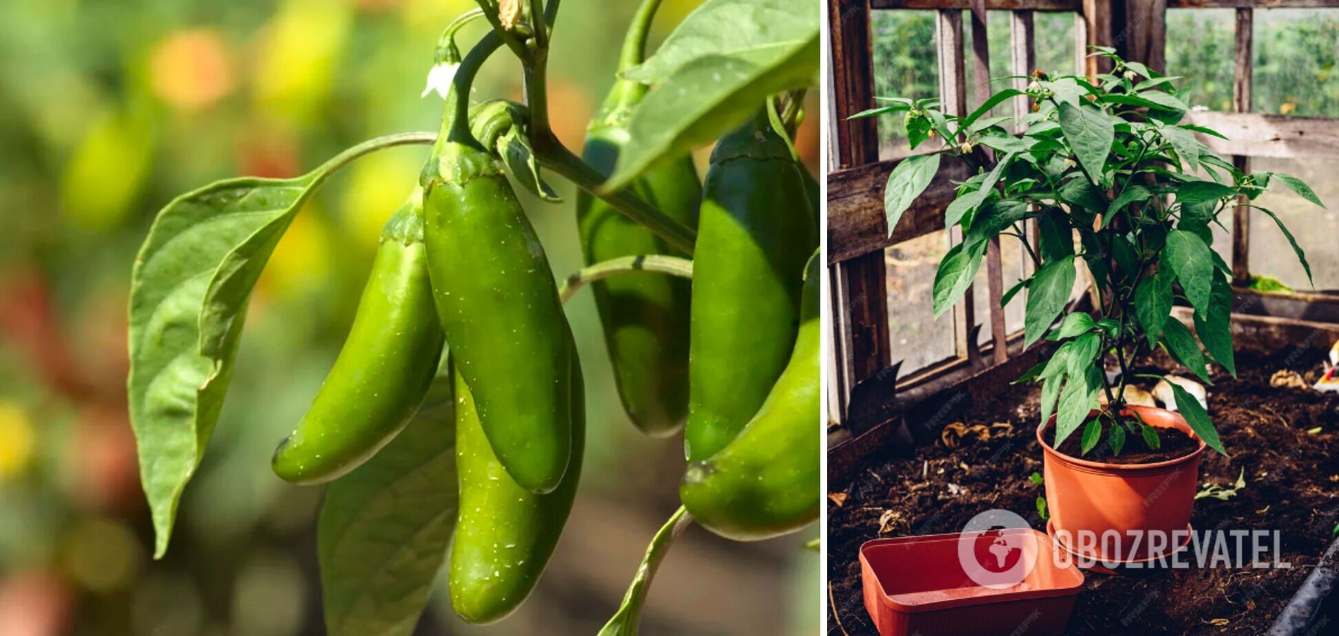 How to grow exotic jalapeño peppers at home: tips