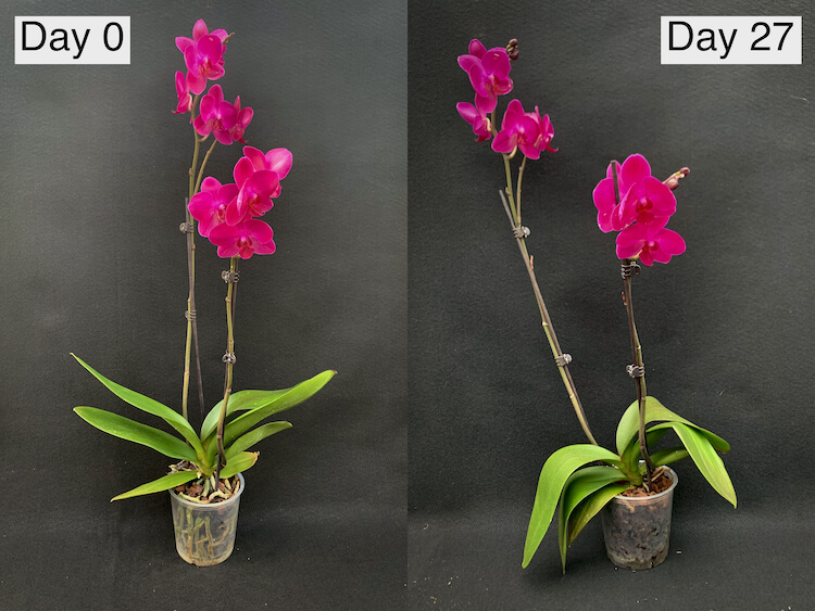 This popular remedy kills orchids: what not to use for ''saving'' the flower