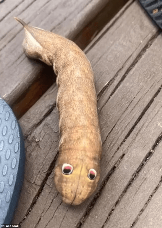 Australian woman was surprised to see the creature