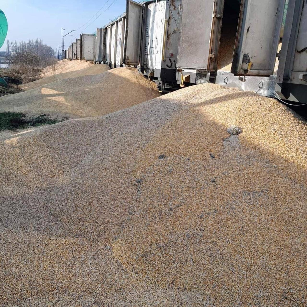 Poles carried out the largest sabotage with Ukrainian grain: details
