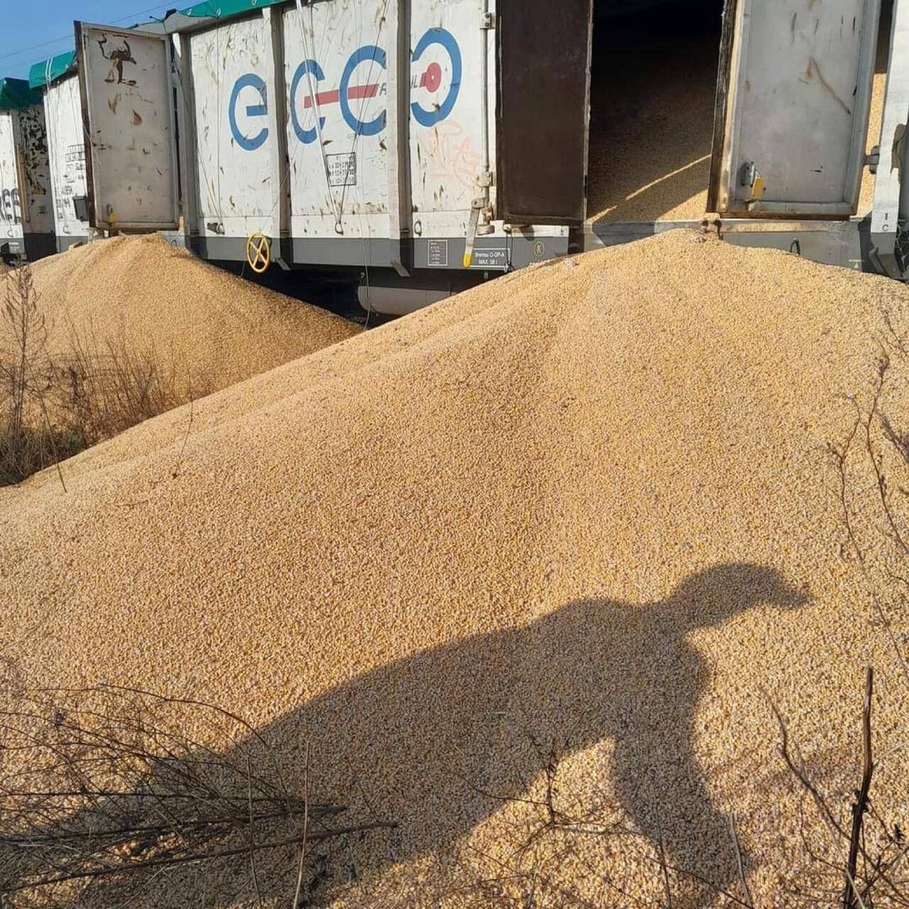 Poles carried out the largest sabotage with Ukrainian grain: details