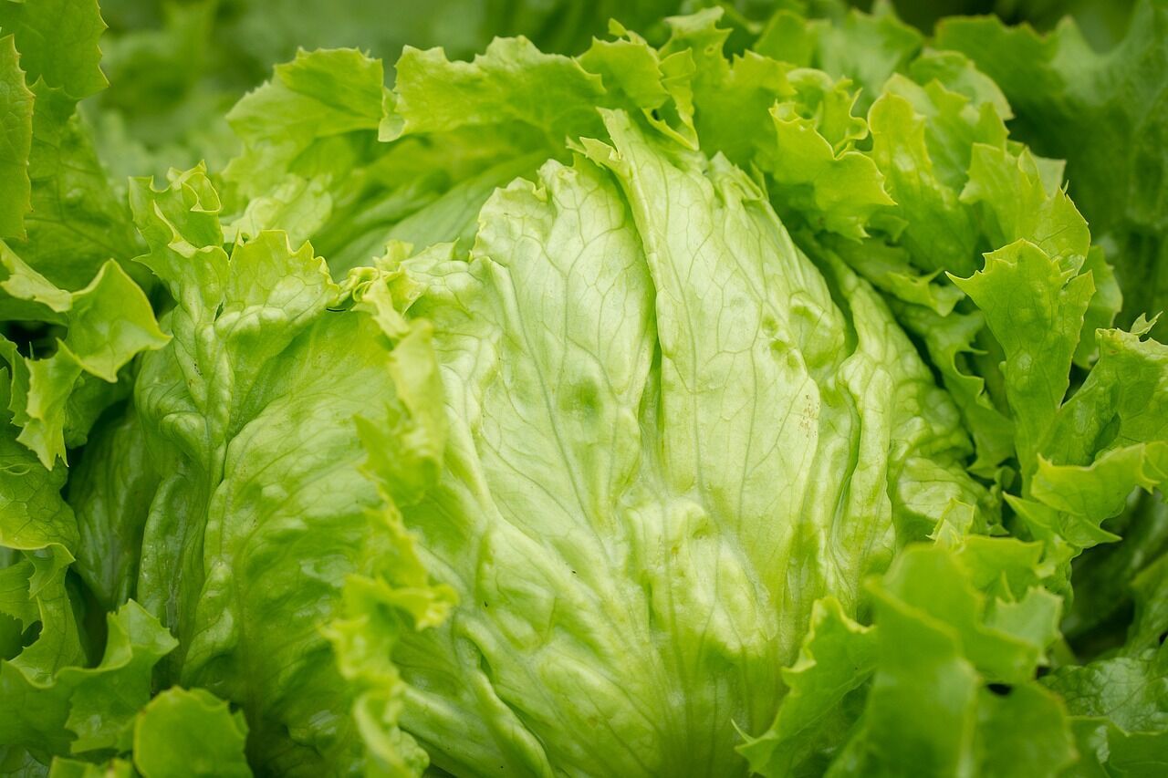 How to store lettuce leaves to keep them fresh for up to 14 days: a proven life hack