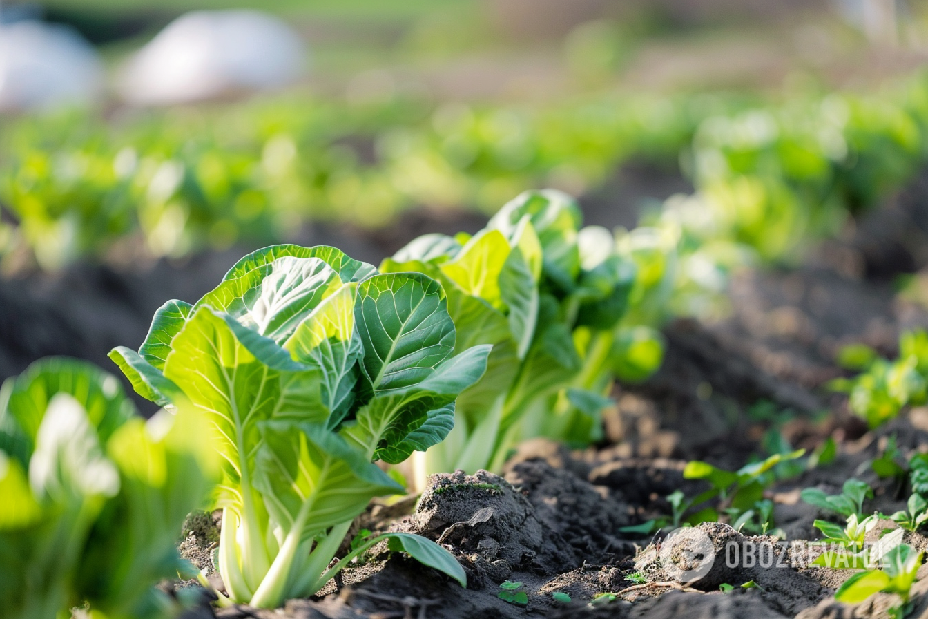 How to grow Chinese cabbage in the garden: when to sow and how to properly care for it