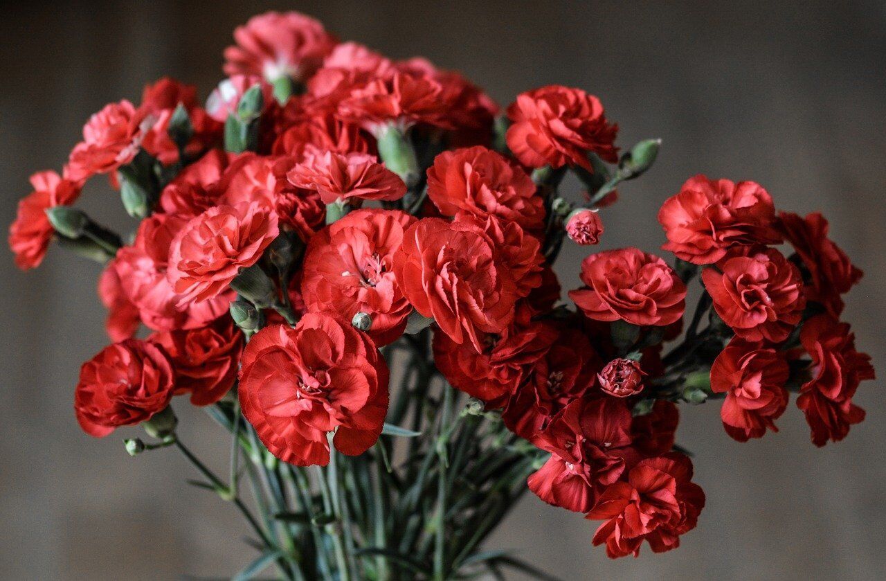 It is better not to give carnations as a gift