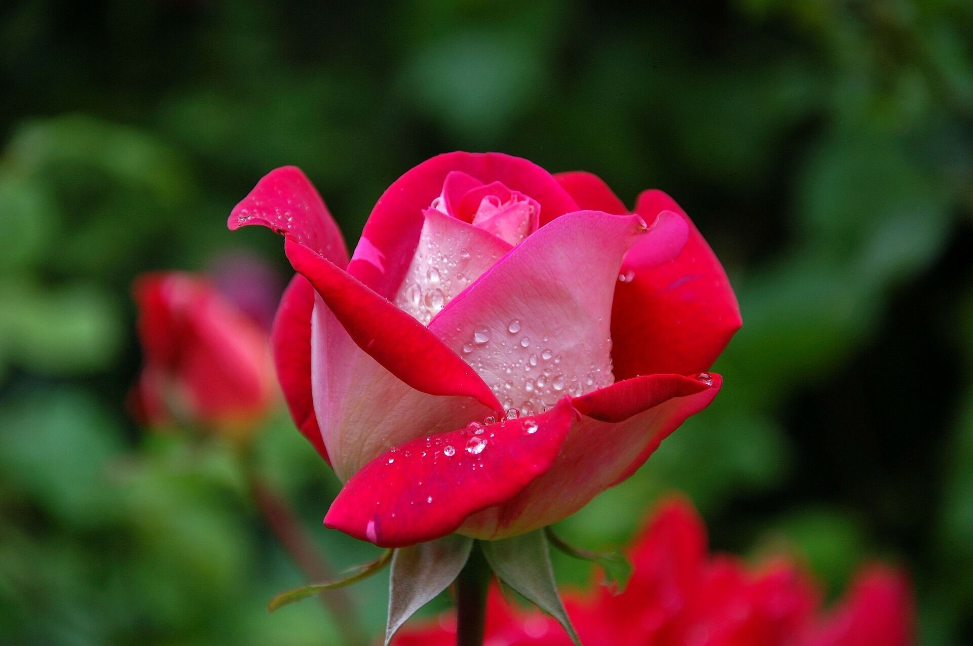 Red flowers are a declaration of love