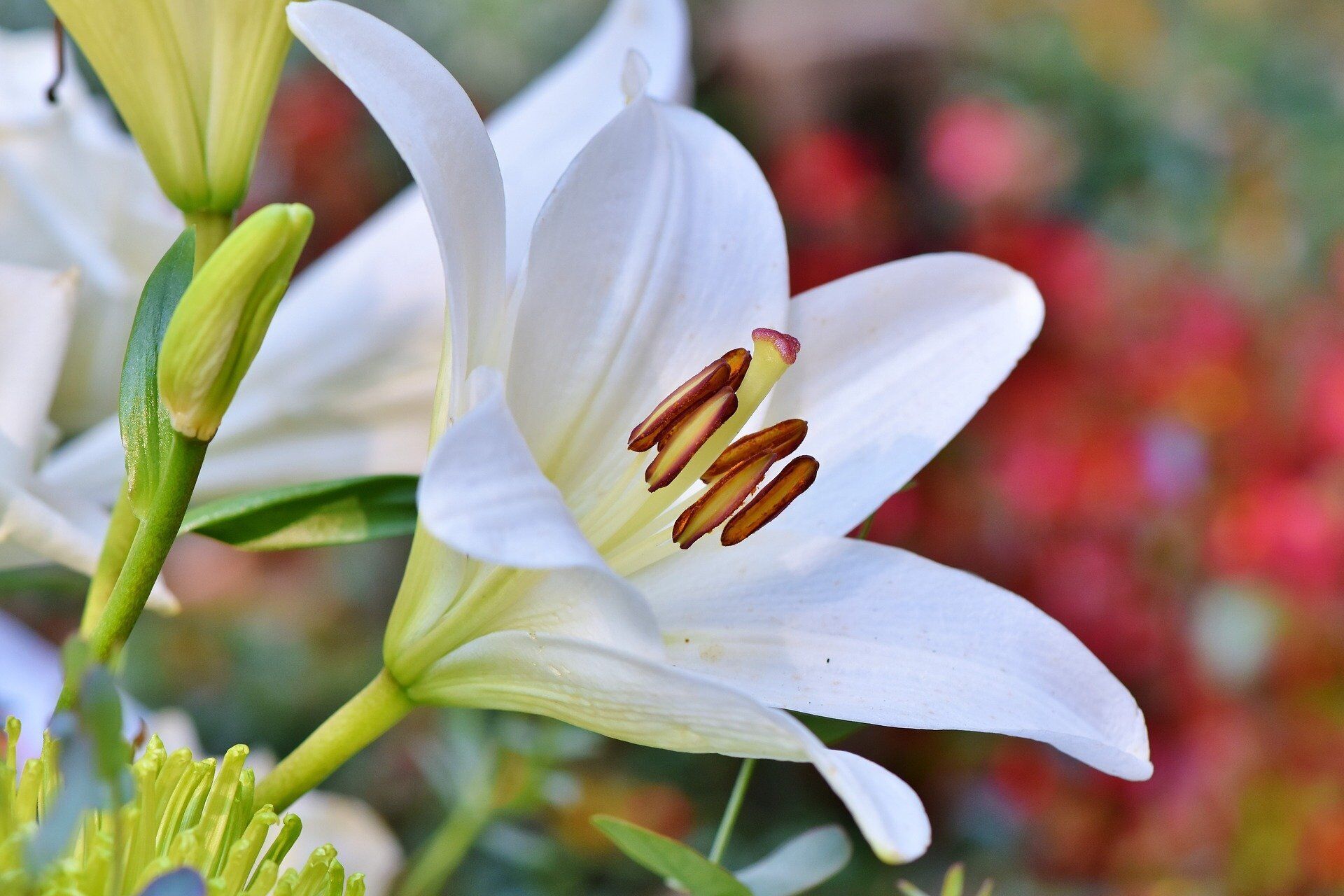 Flowers with a strong scent can cause headaches