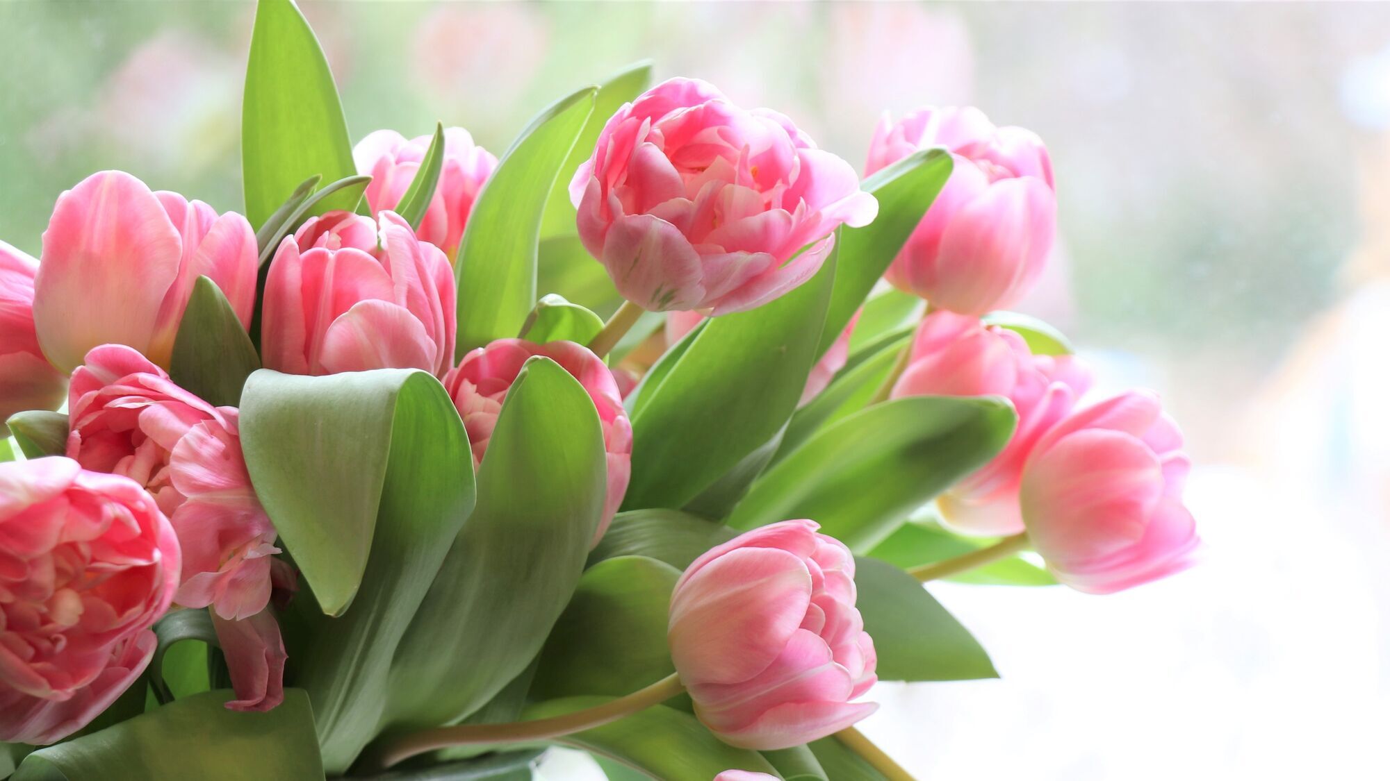 It is customary to give flowers on International Women's Day