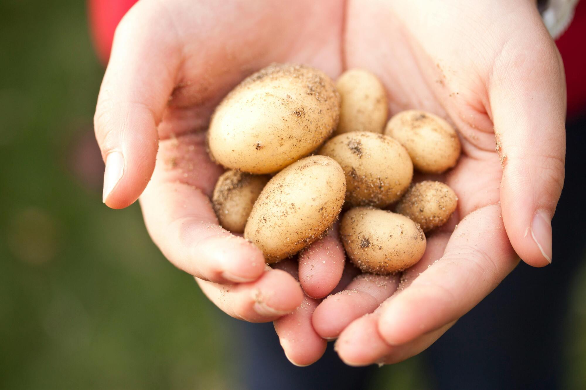 Can potatoes be stored in the refrigerator: dispelling the myth