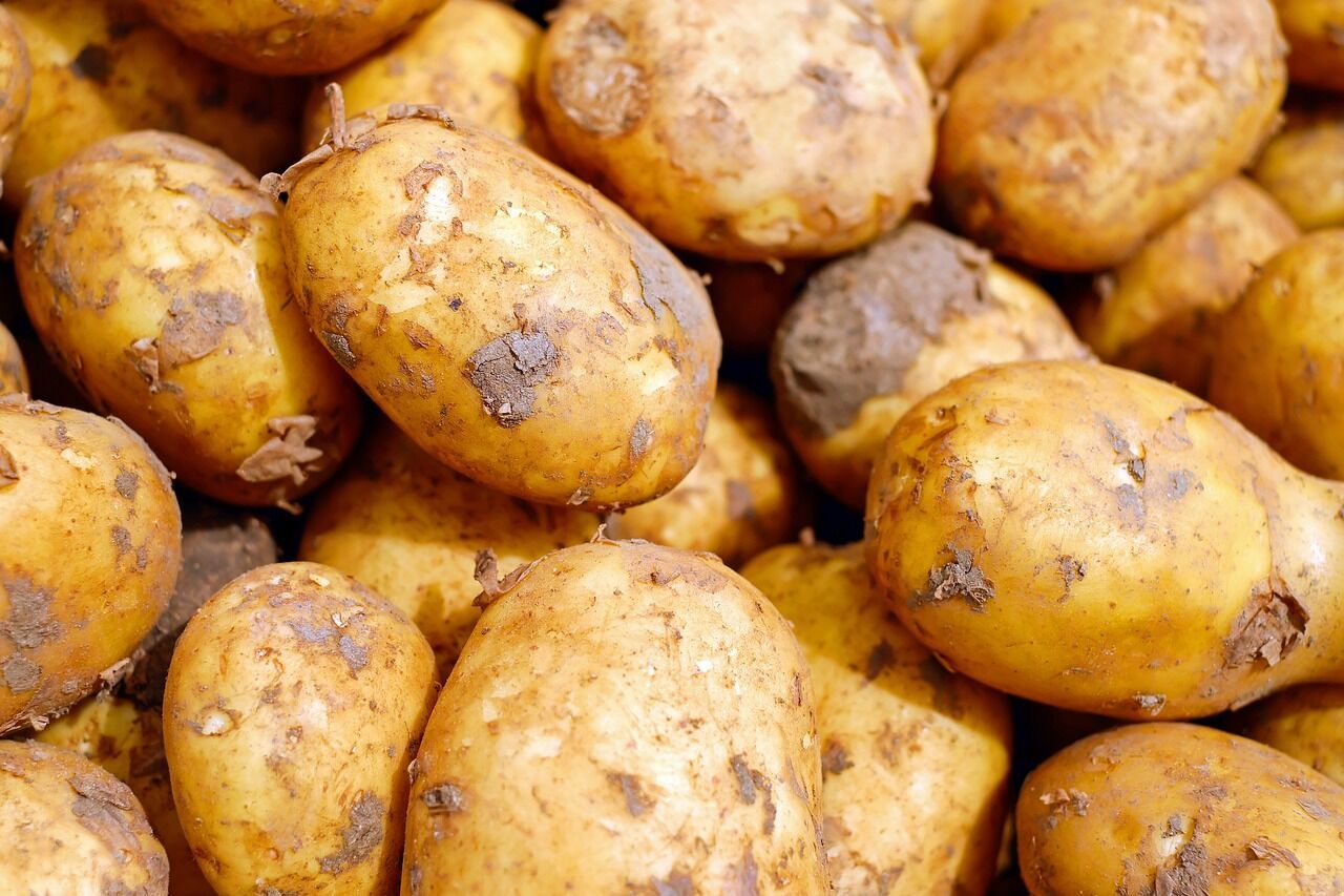 Where and how to store potatoes correctly