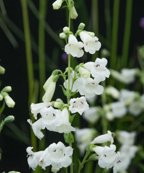 They look incredible: best white flowers to choose for the garden