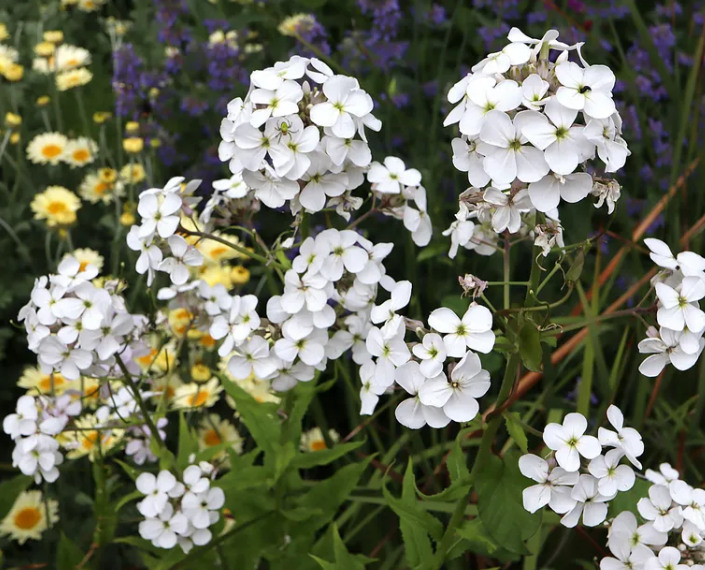 Będą wyglądać niesamowicie: które białe kwiaty są najlepsze do ogrodu