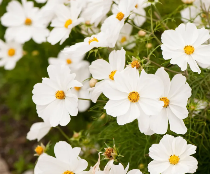 They look incredible: best white flowers to choose for the garden