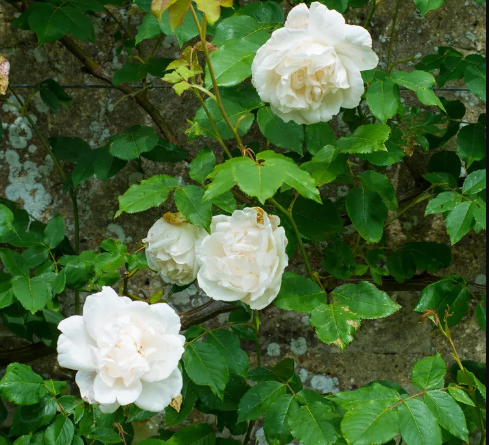 They look incredible: best white flowers to choose for the garden